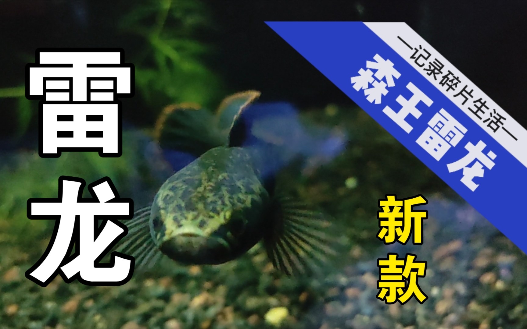 腊彩雷龙鱼?缅甸?_哔哩哔哩_bilibili