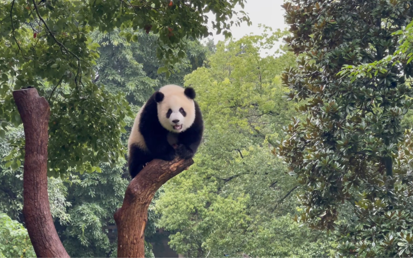 【大熊猫渝爱】爬树很厉害的妹妹熊