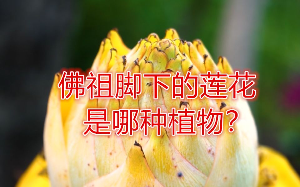 佛祖脚下的莲花是哪种植物?哔哩哔哩bilibili