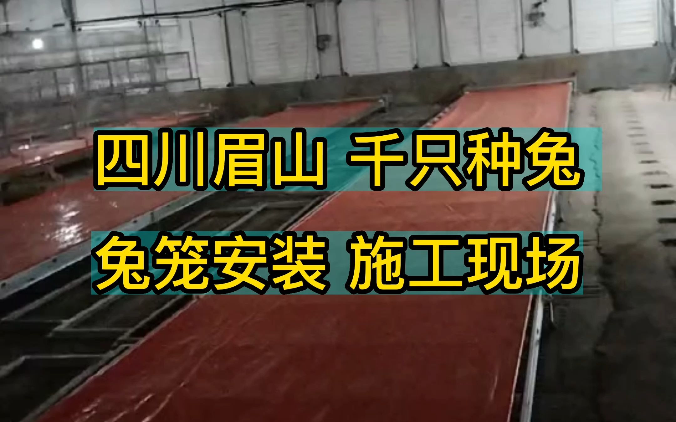 四川眉山 一千只种兔 安装兔笼 的施工现场 养兔场 养殖场 兔笼设备哔哩哔哩bilibili