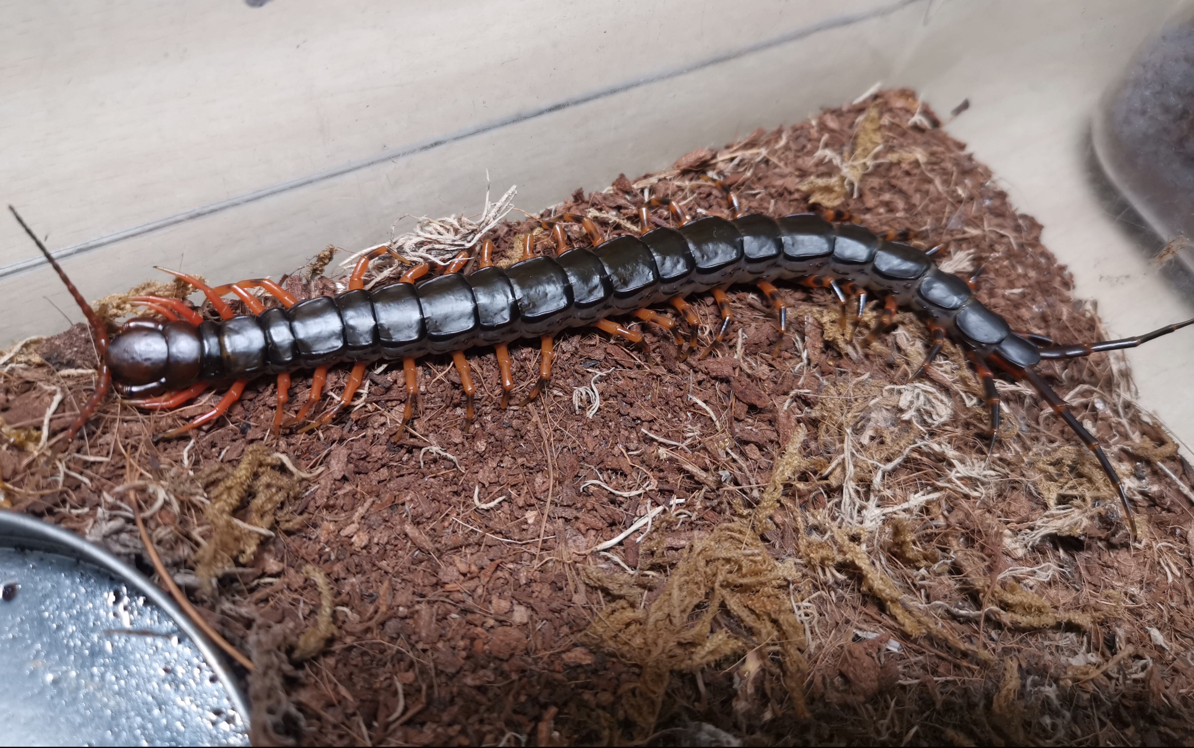 您的【越南巨人蜈蚣】lv18 kill a【蟾蜍】lv5