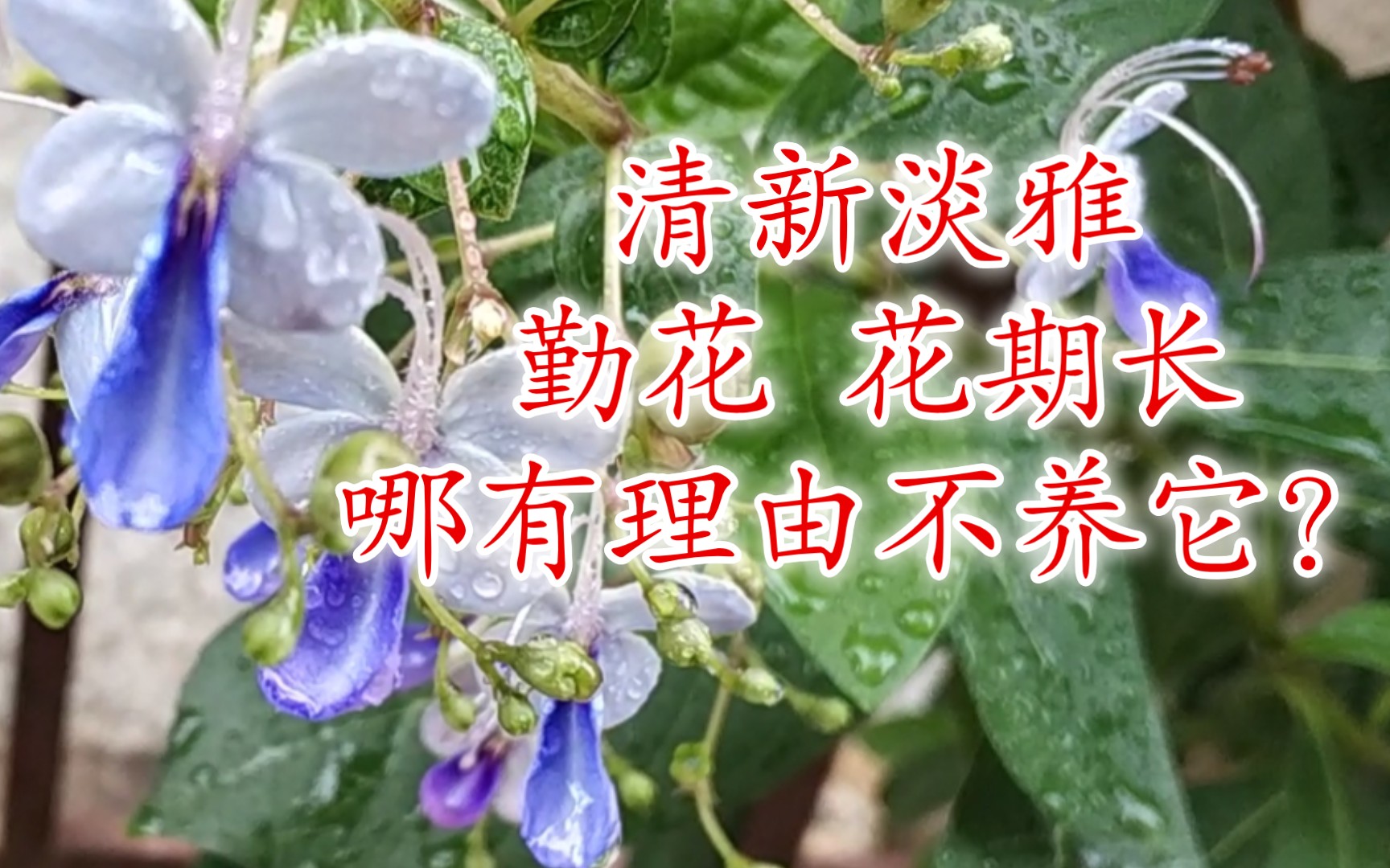 修剪不一定要到花期后,随时都可以.比三角梅还勤花的蓝蝴蝶,清新淡雅,谁能不爱呢?哔哩哔哩bilibili