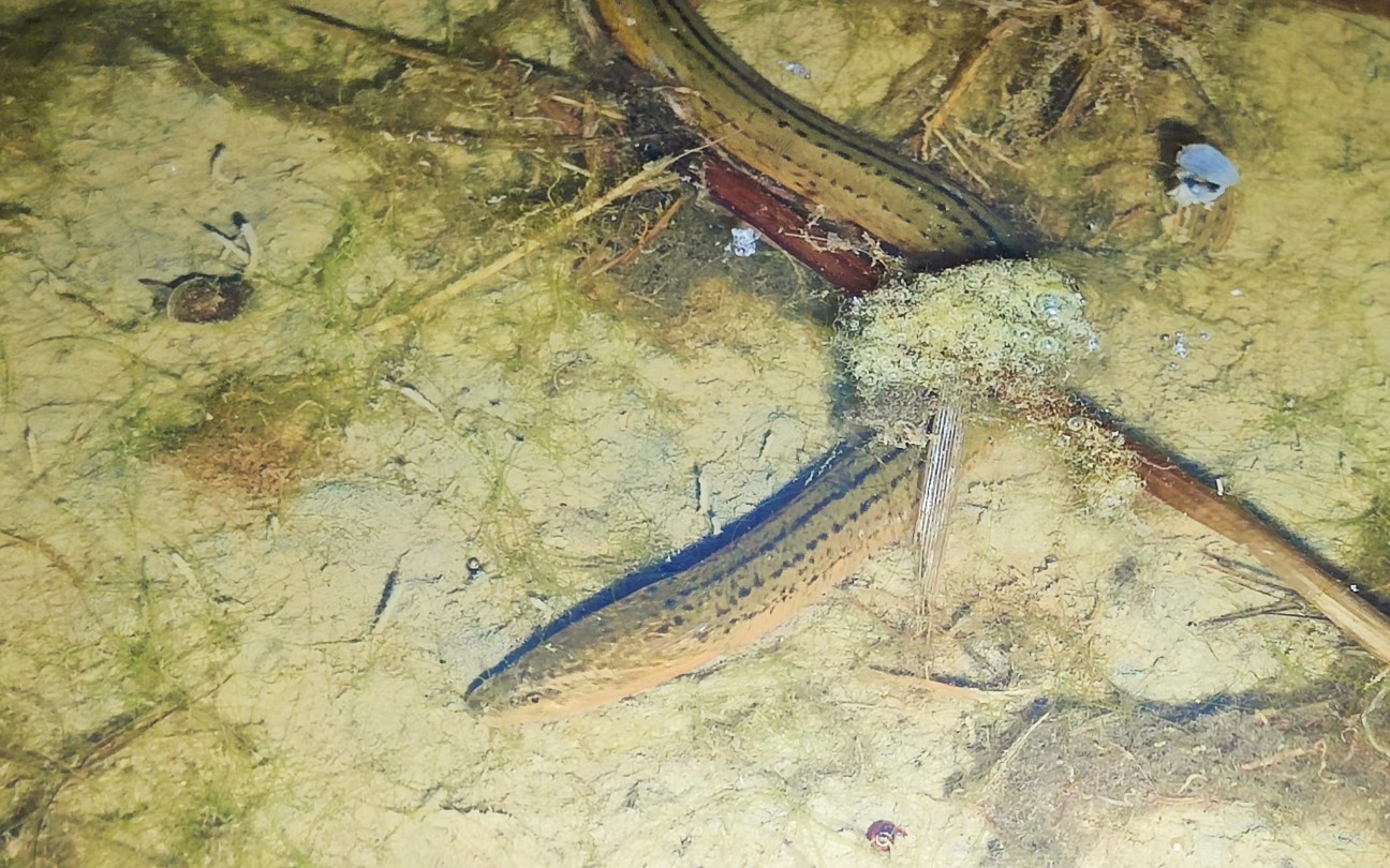 蒙蒙细雨抓黄鳝,稻田岸边全是黄鳝,激动的哇哇大叫_哔哩哔哩_bilibili