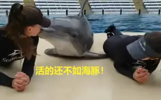 【搞笑早班车】国外搞笑有趣视频，令人羡慕的海豚！