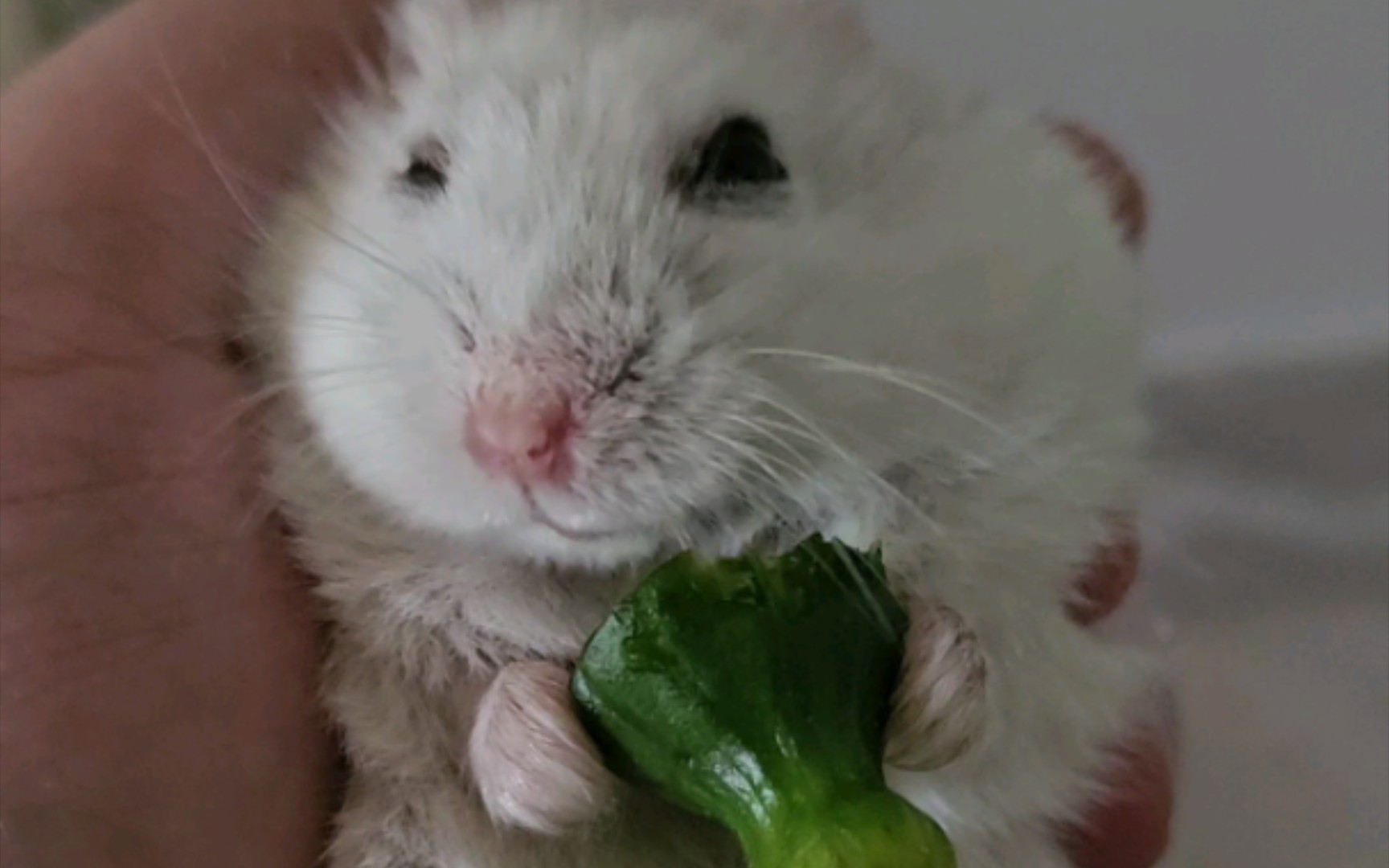 黄瓜屁股 留给阿鼠