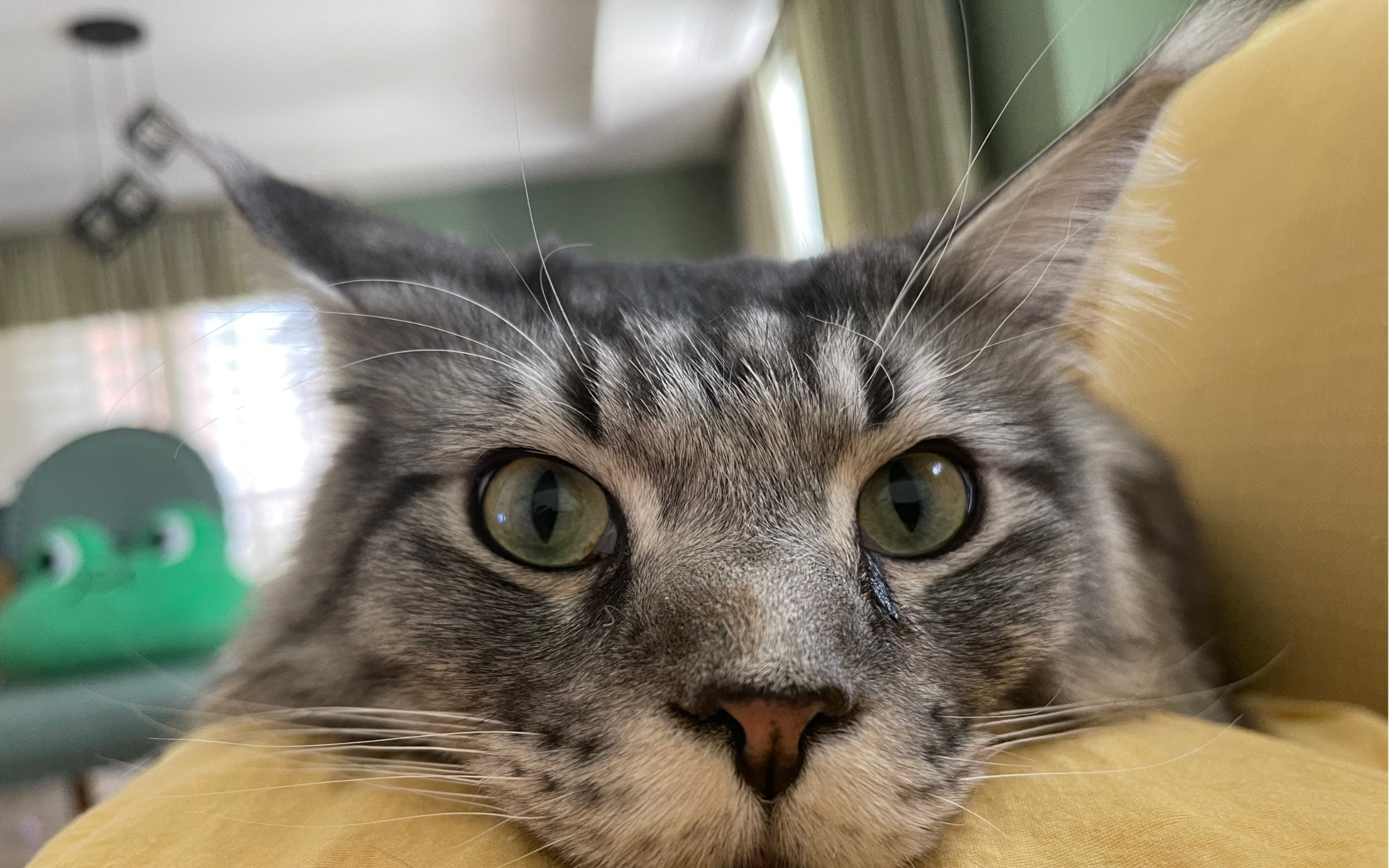 粘人的缅因猫日常