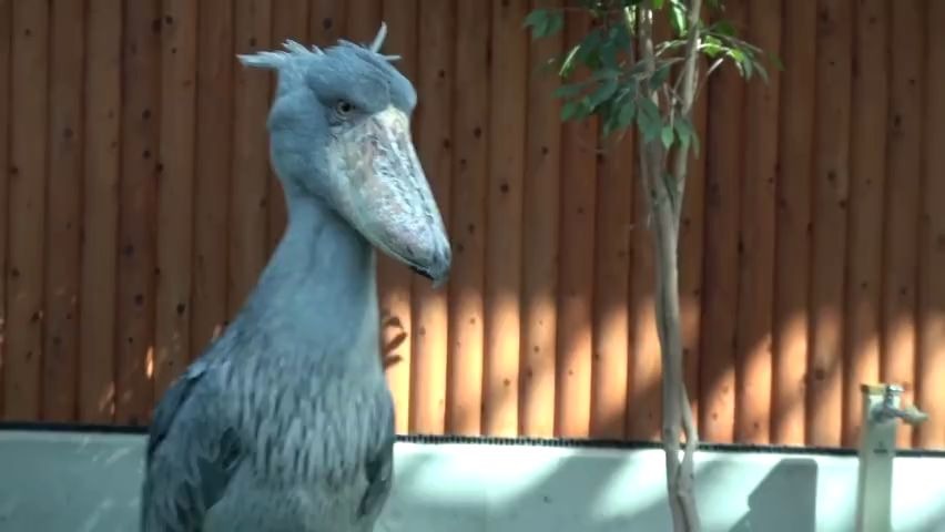 远古巨鸟鲸头鹳