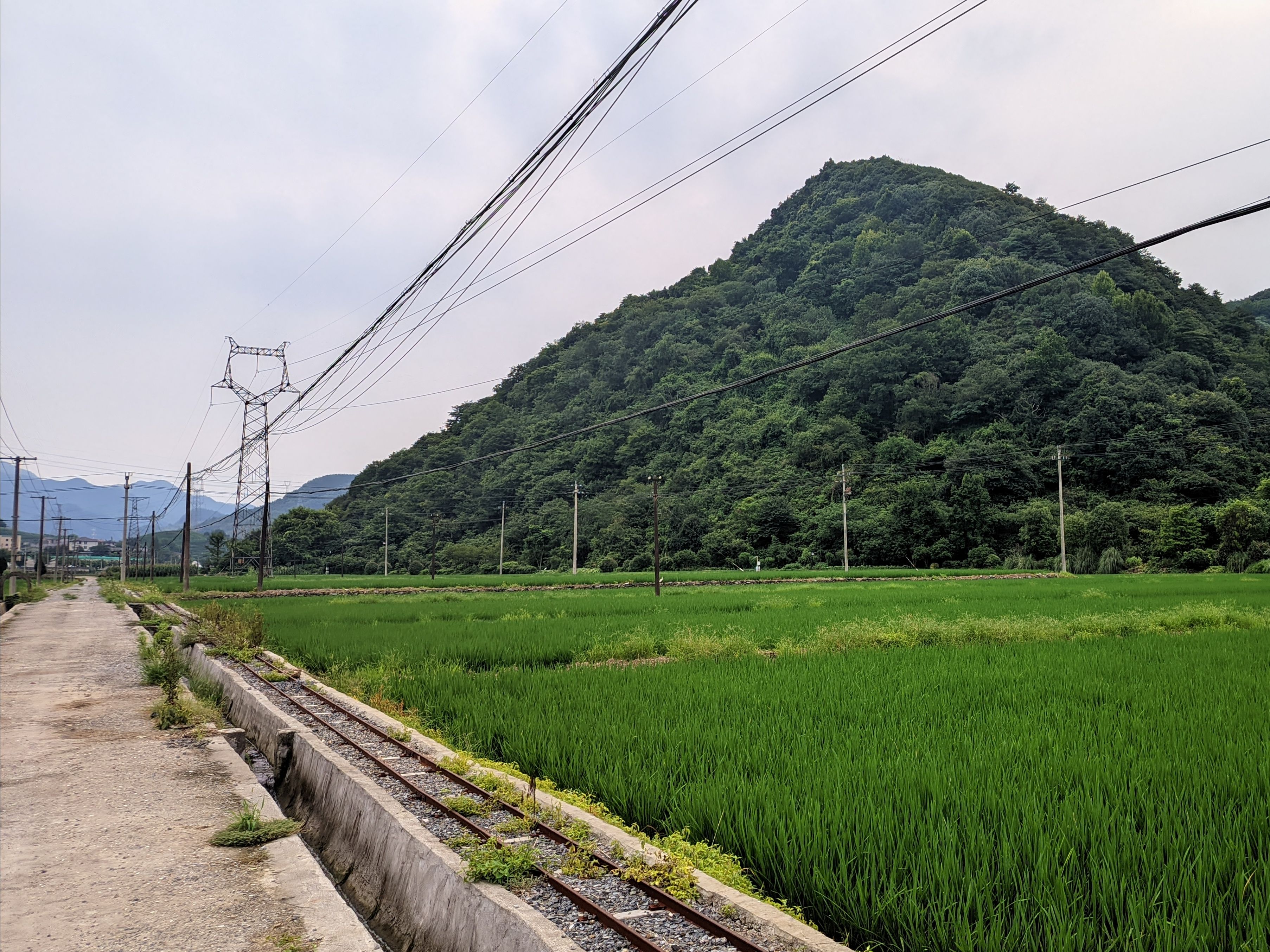 7月的水稻田