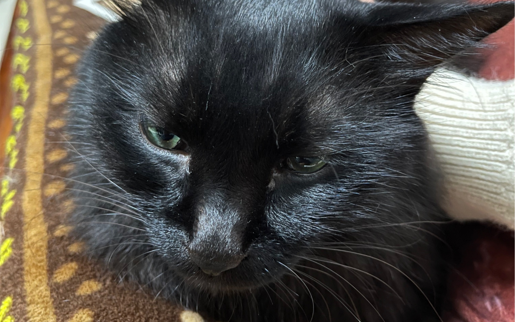 被撸生气的黑猫,出爪!