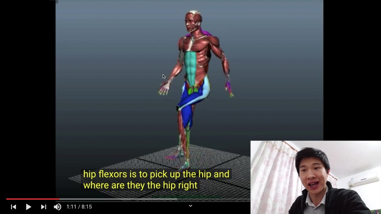 髋关节屈肌 hip flexor | 美国运动委员会ace-cpt | 国际私人健身教练