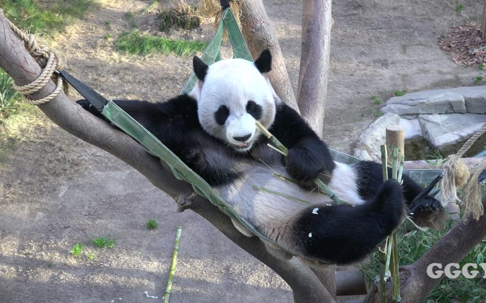 大熊猫园欣卖萌赚奶粉钱的爸爸熊