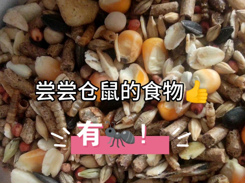 尝试吃仓鼠的食物,结果