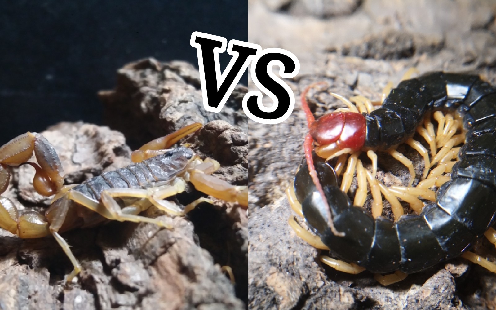 活动作品东亚钳蝎vs少棘蜈蚣