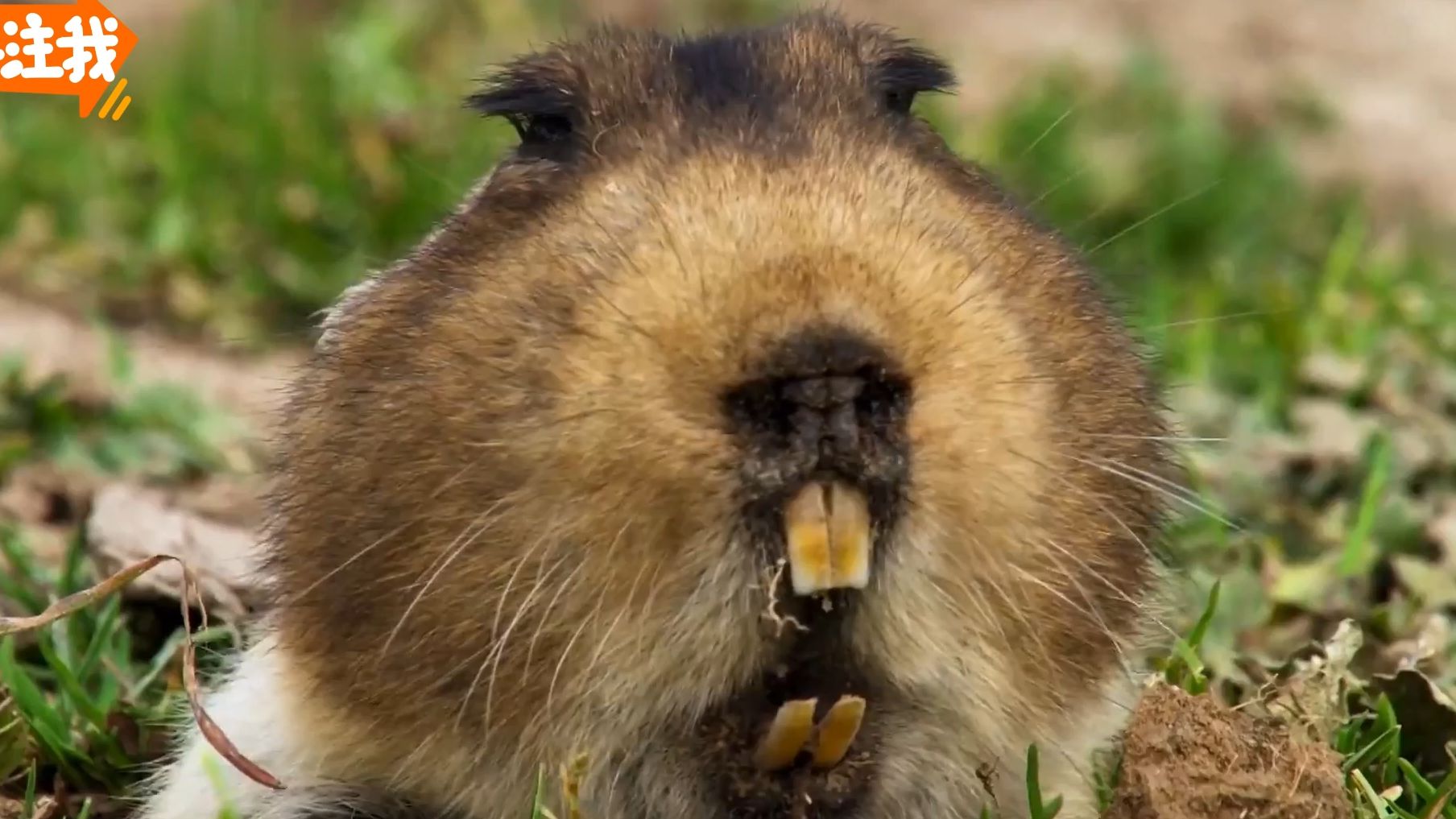长相奇特的大东非鼹鼠
