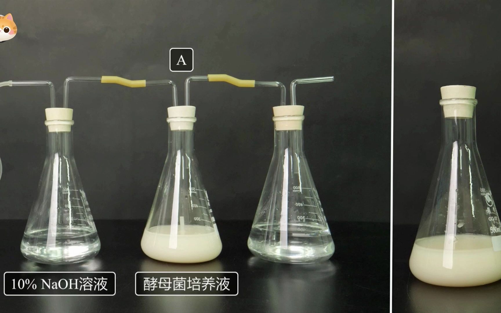 【必修1实验演示】探究酵母菌细胞呼吸的方式 有氧呼吸无氧呼吸人教版统编教材高中生物学2019新课改新课标哔哩哔哩bilibili