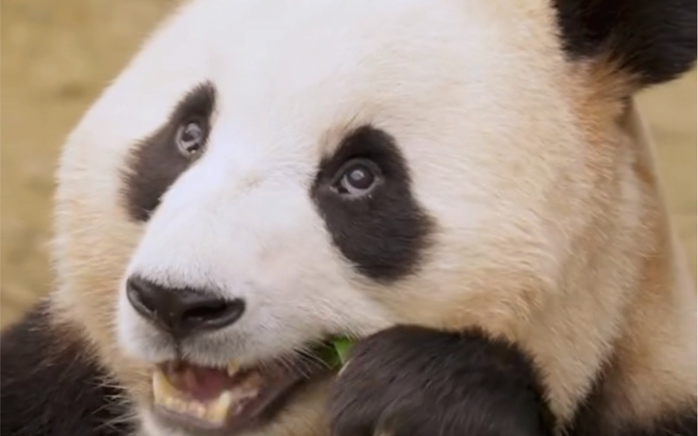 翻白眼熊猫表情包图片