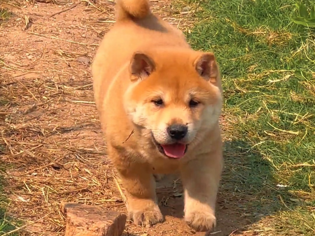 中华田园犬之黄狗白面,给他取什么名字比较好哔哩哔哩bilibili