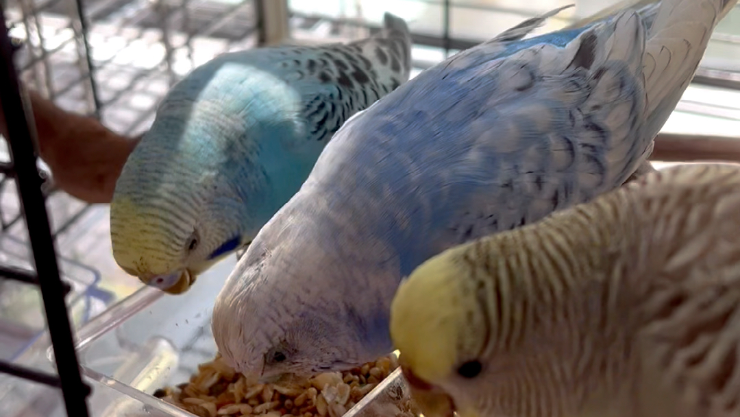 虎皮鹦鹉们一起吃饭多美好可惜结尾还是be