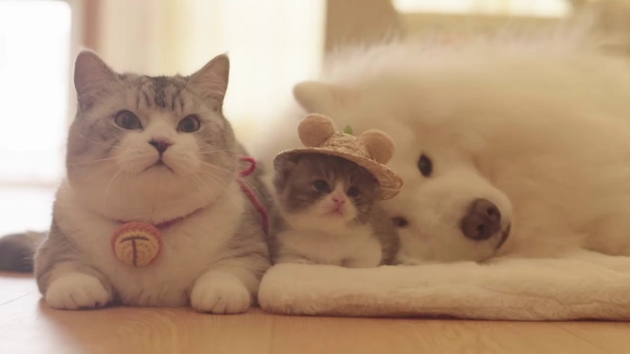 好可爱的小帽子鸭