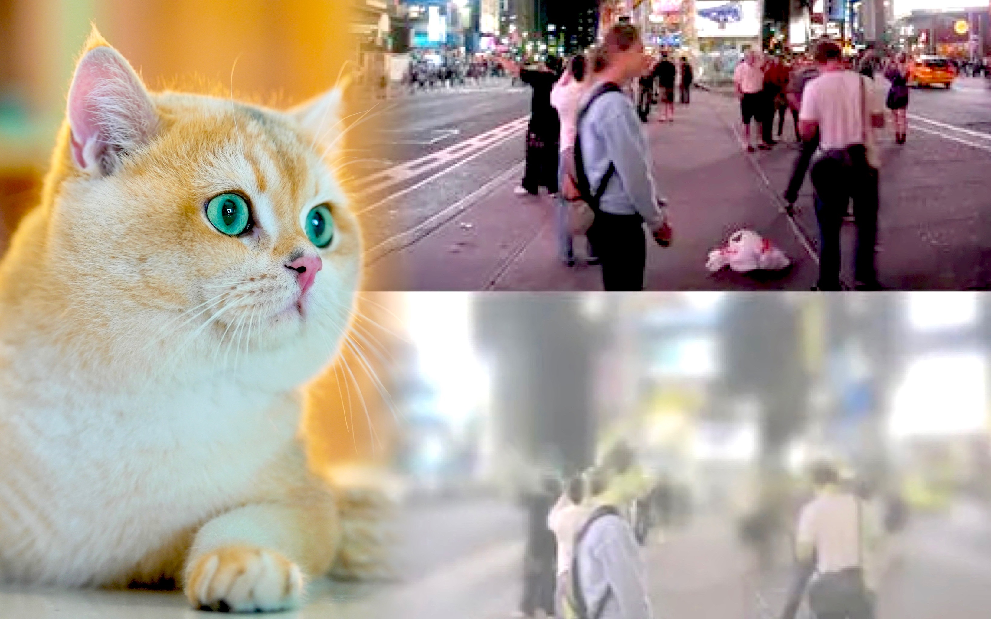 【新手养猫攻略】原来猫咪眼里的世界是这样的?