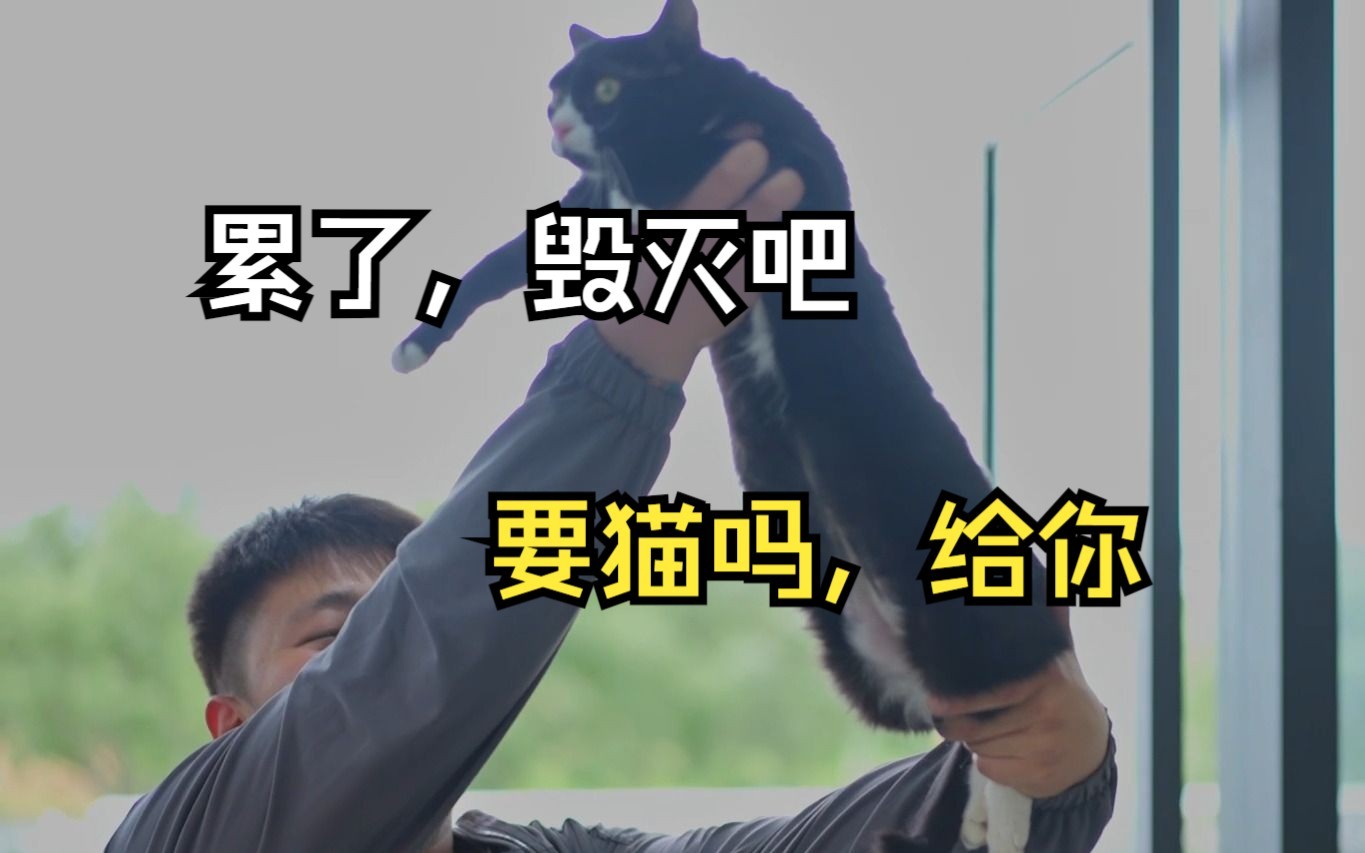 济南猫咪领养,做救助为什么这么难?哔哩哔哩bilibili