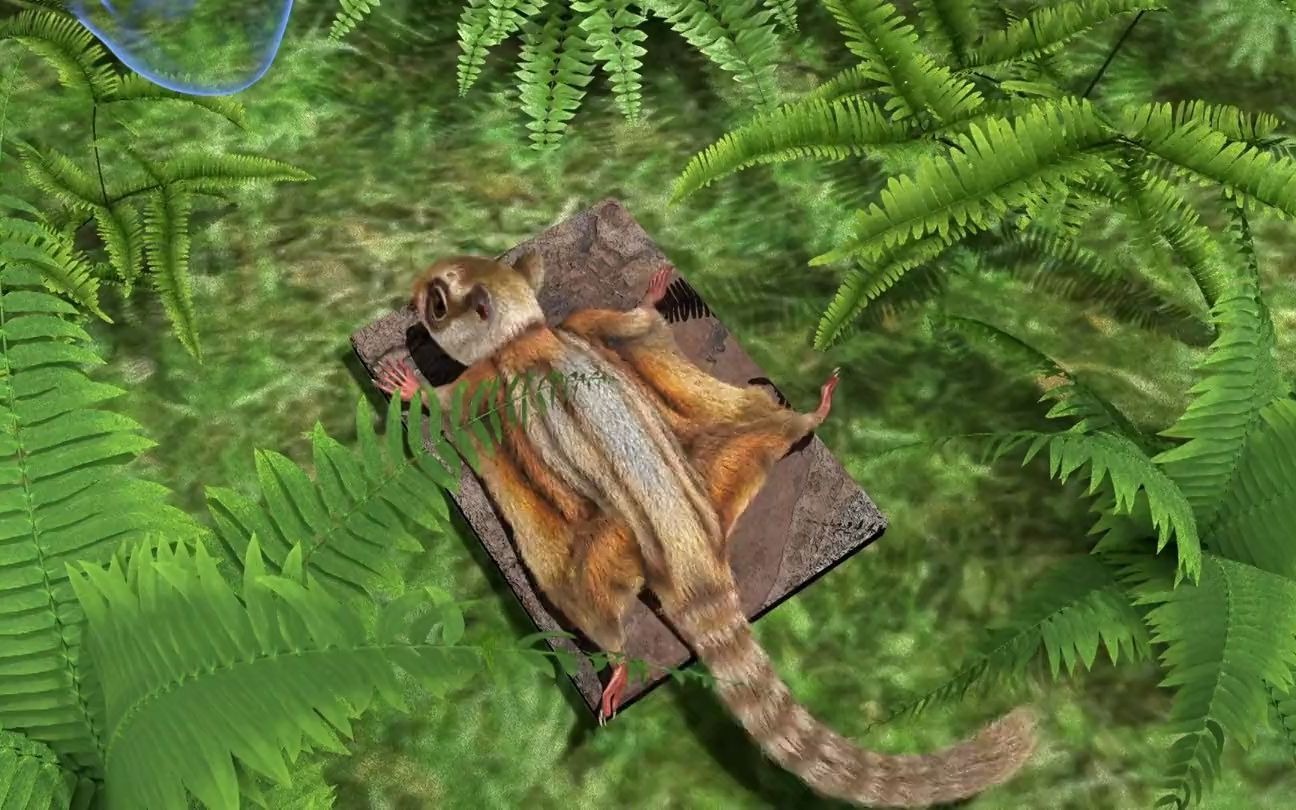 会飞的可不止是鸟今天带你看看那些会飞的哺乳动物