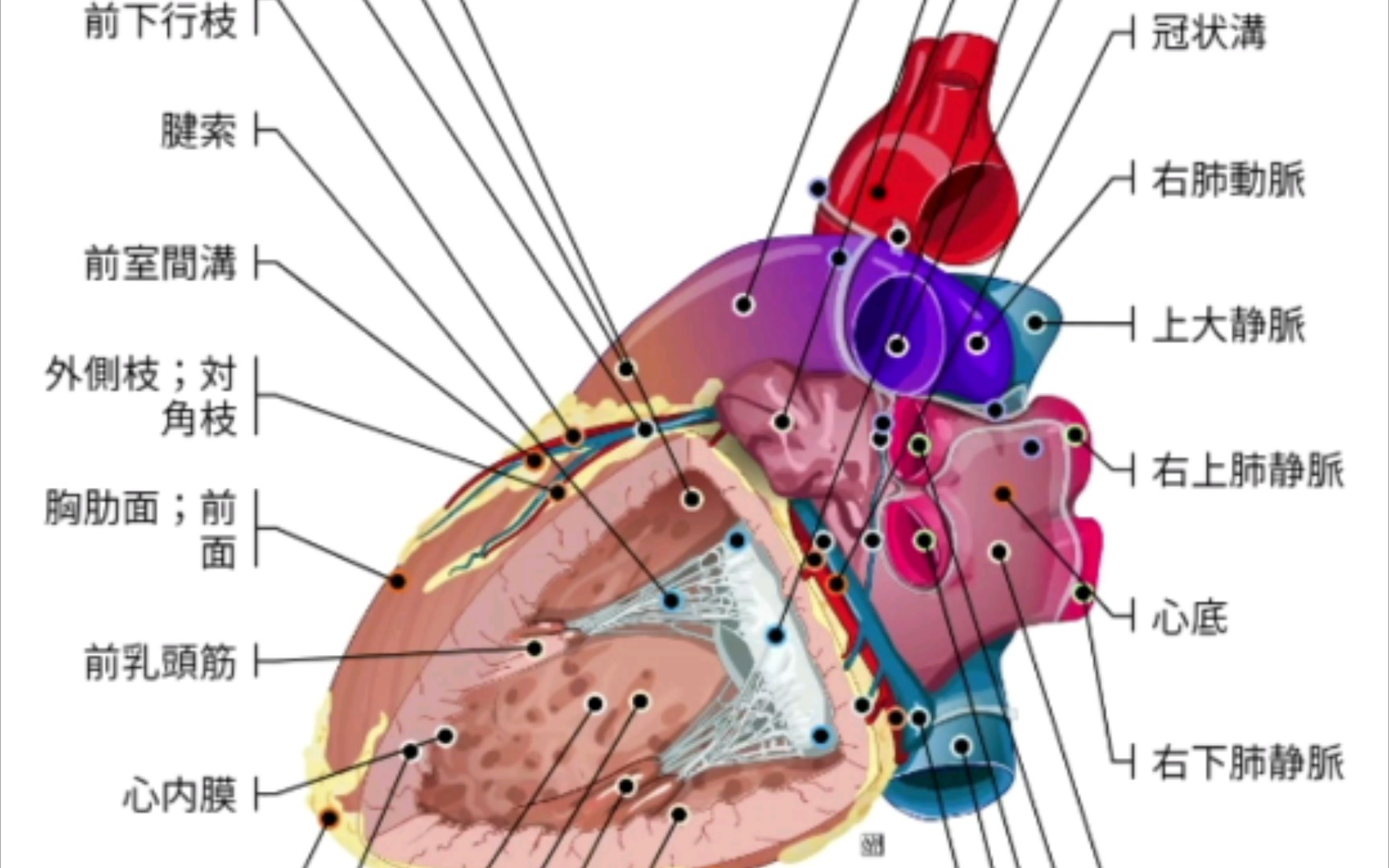 医学生进来看心脏详细解剖!哔哩哔哩bilibili