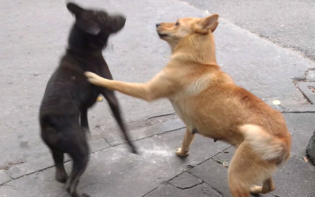中华田园犬〕黑公狗撩黄母狗 遭到拒绝_哔哩哔哩_bilibili
