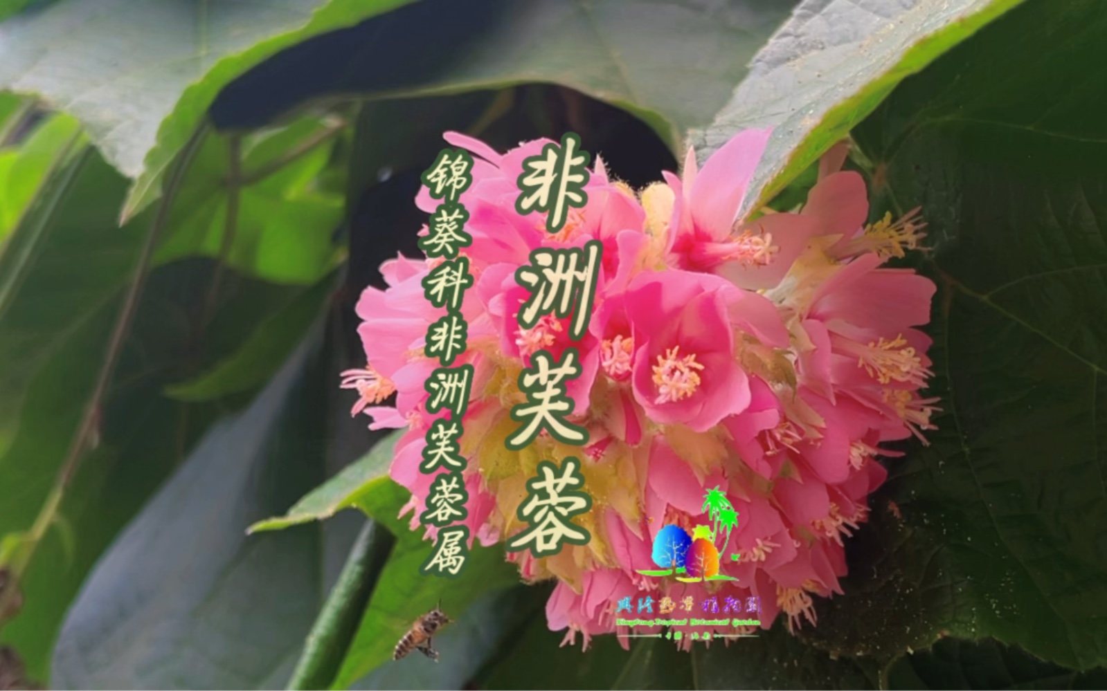 论“保护伞”的重要性——非洲芙蓉哔哩哔哩bilibili