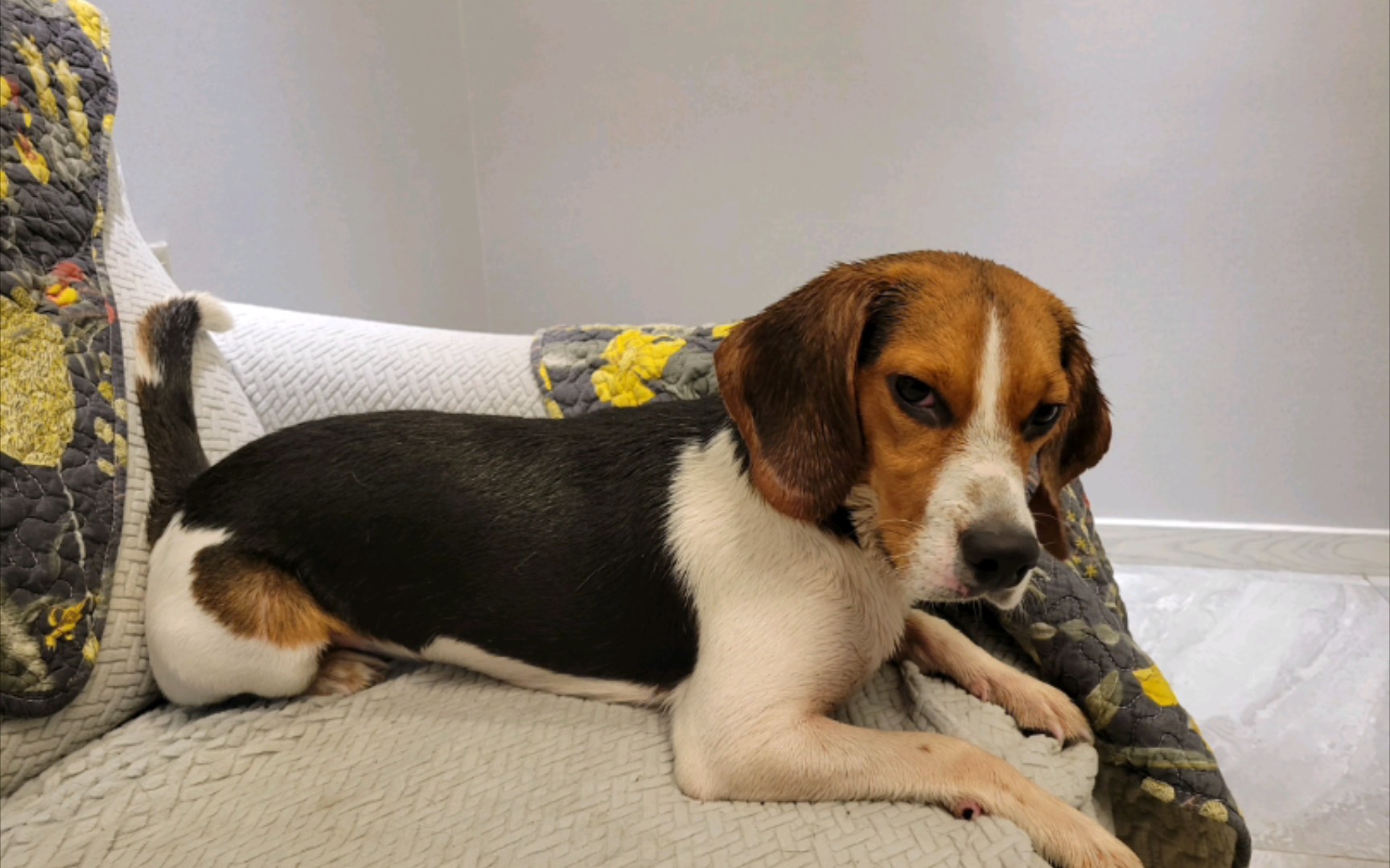 活动作品比格犬小狗出浴我真的要被这表情笑死了