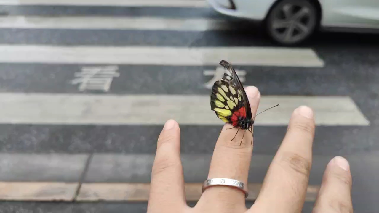 [图]赶不走！迷路的蝴蝶，竟在我指尖开出了花