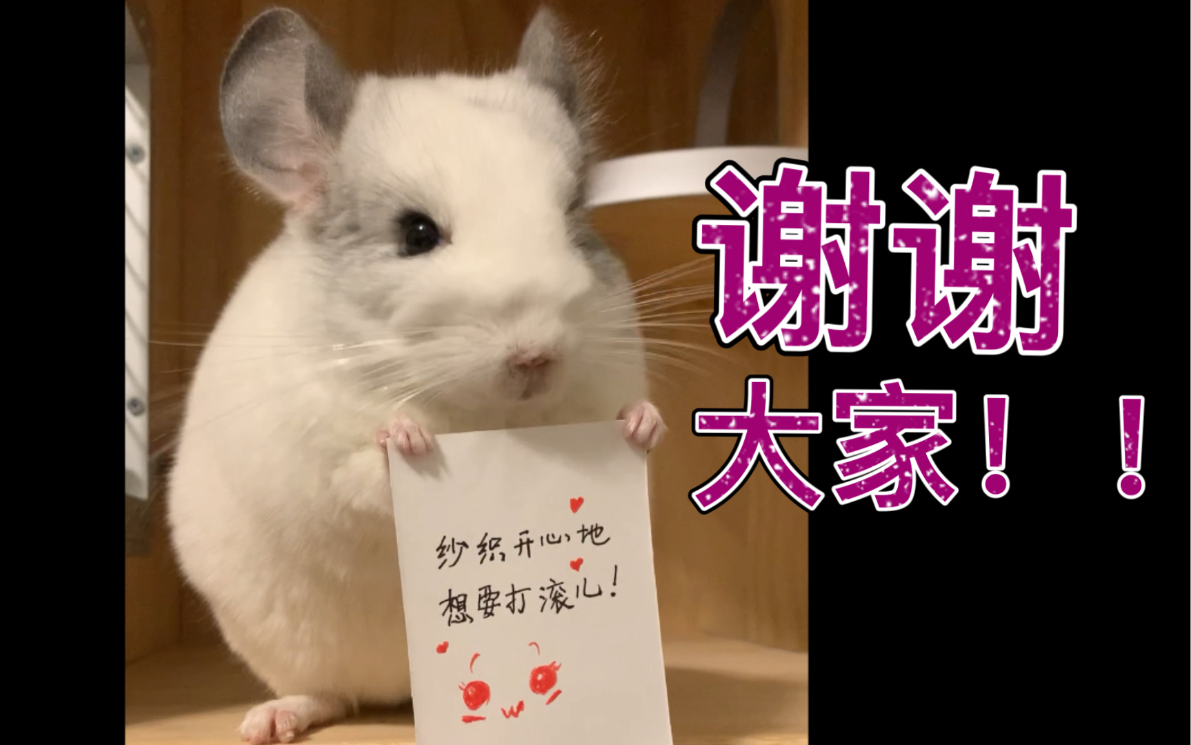 送给我的一百个粉丝!龙猫第一次举牌子感谢