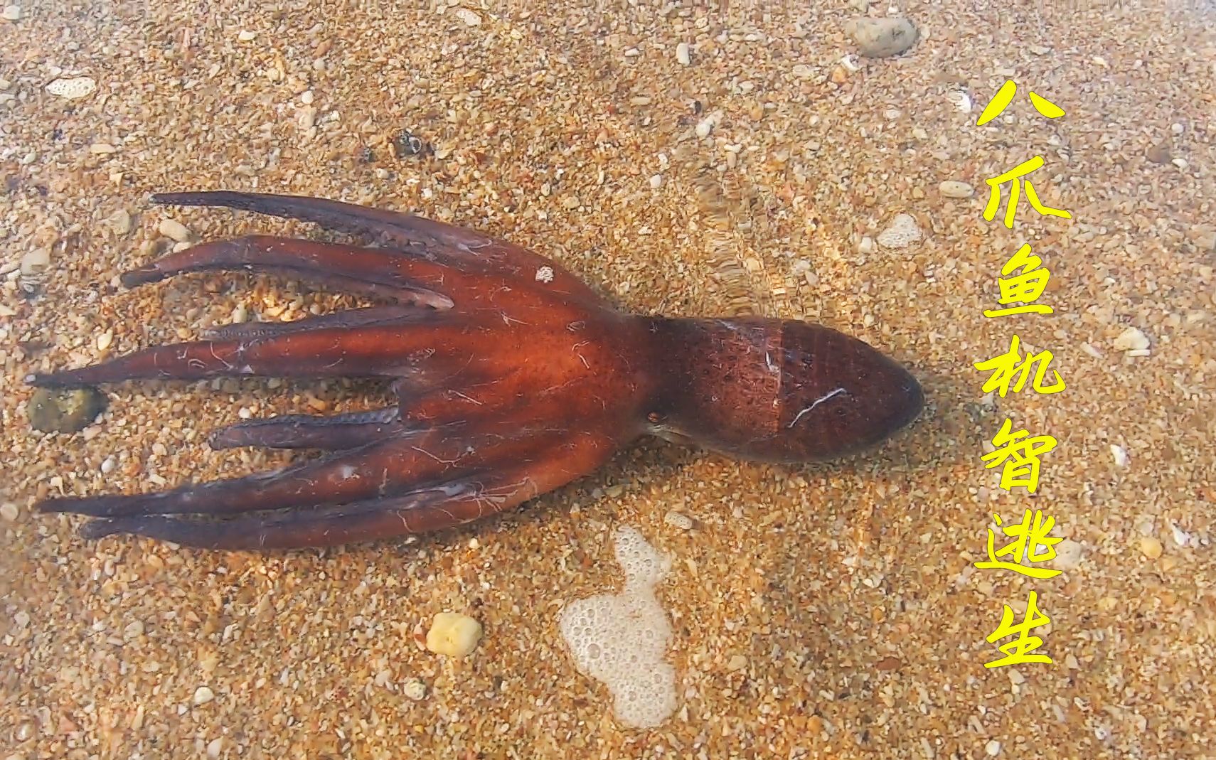 你见过八爪鱼攻击人吗?小伙舍身拍下赶海大片:生猛大货逃生记