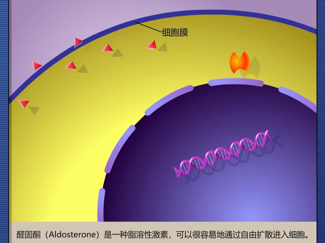 胞内受体图片