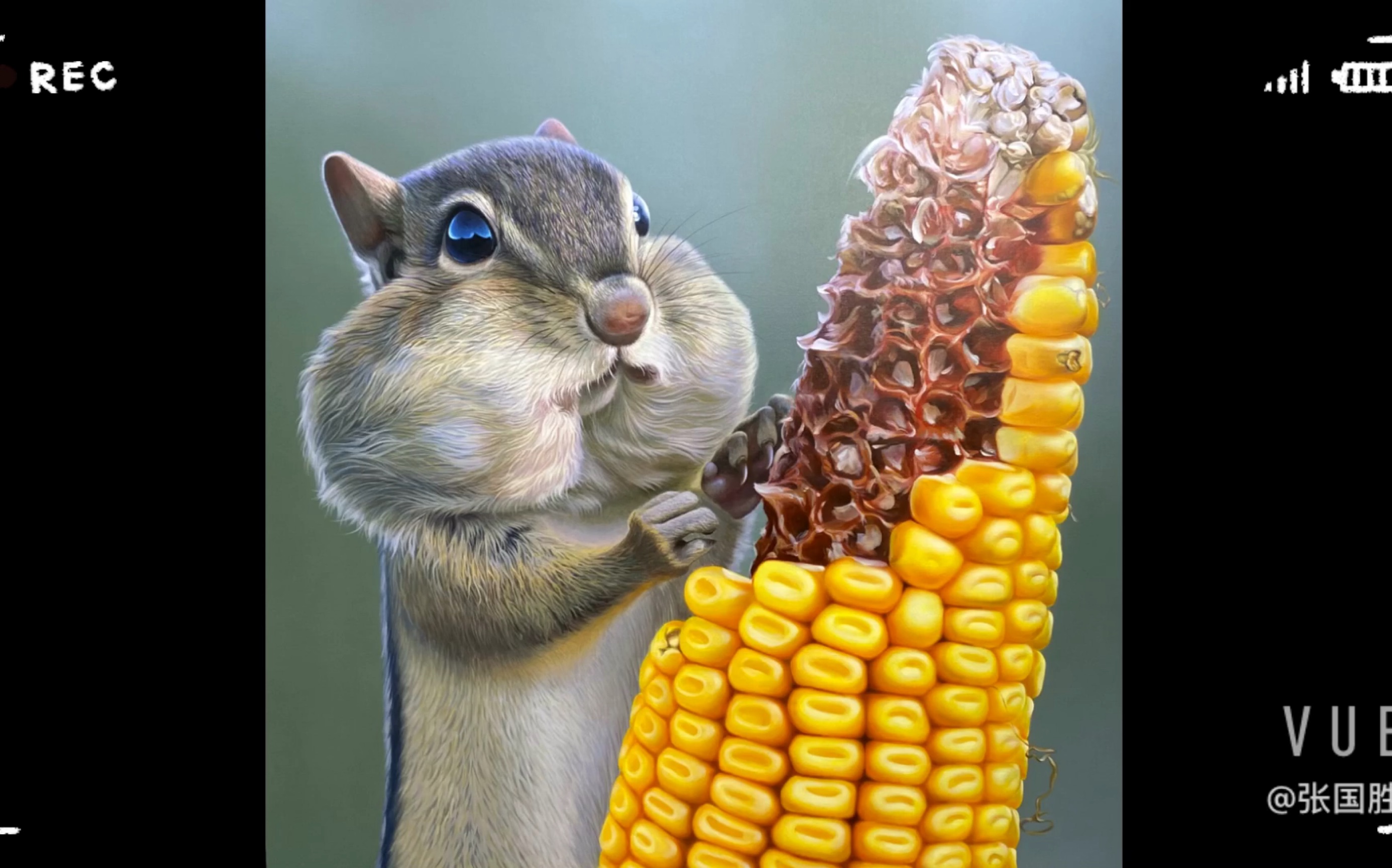 吃玉米的小松鼠——丙烯画