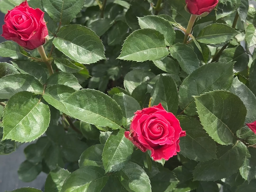 电影明星,一款非常耐开的灌木切花月季,耐热耐雨淋,直立无刺少!