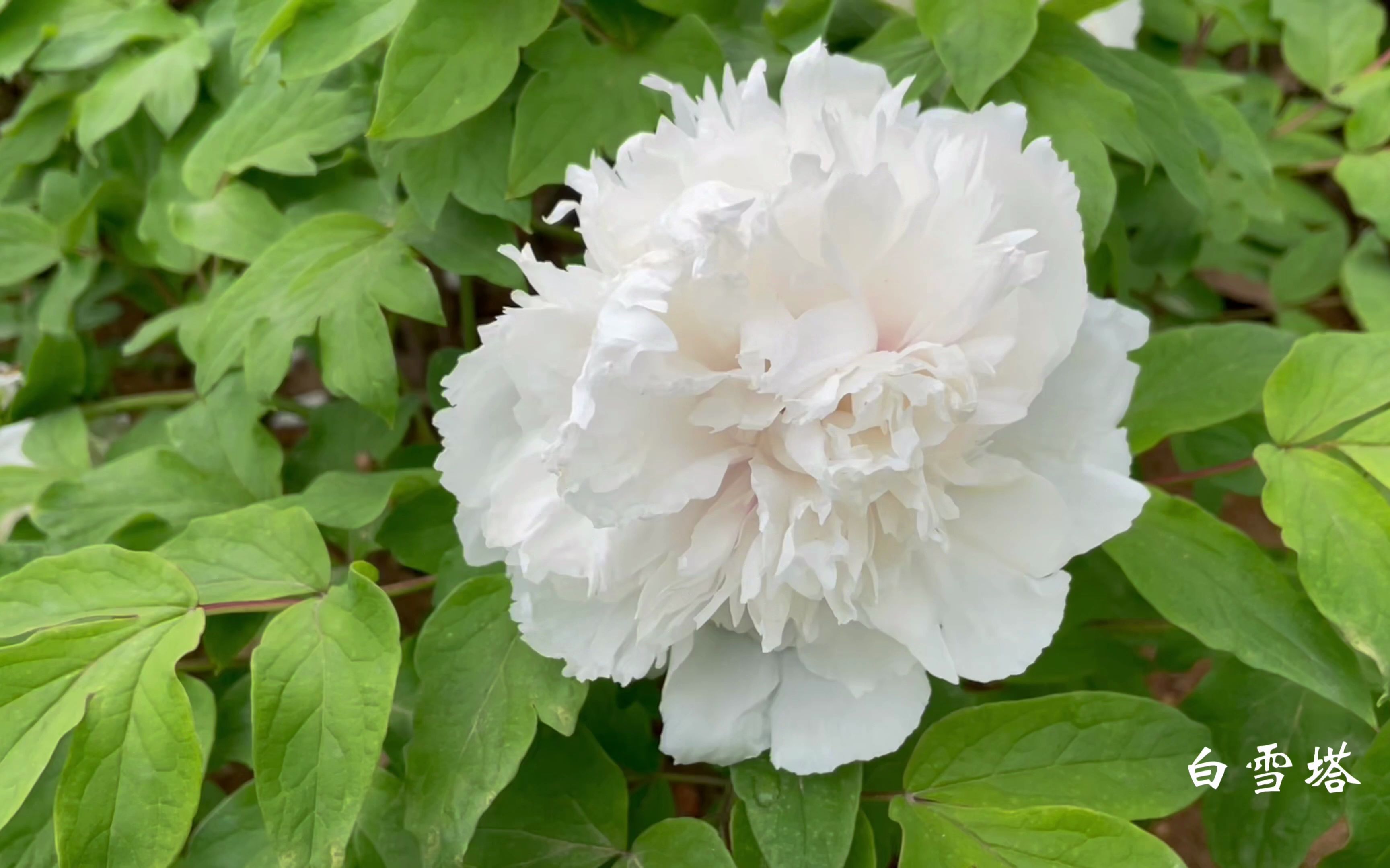 [图]唯有牡丹真国色 花开时节美校园｜地大牡丹园侧记