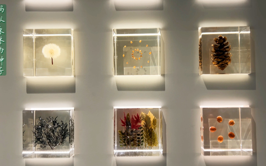 蚂蚁森林的种子墙