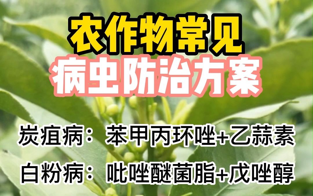 农作物常见病害防治方案
