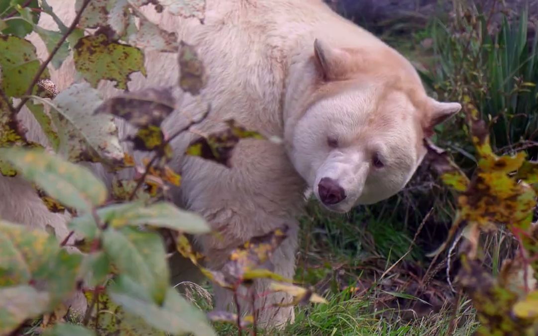 【稀奇动物】鬼熊:你可能从未听说过的最稀有的熊