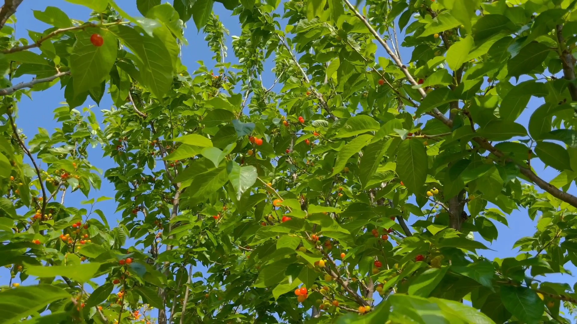 [图]云南楚雄 樱桃🍒红了