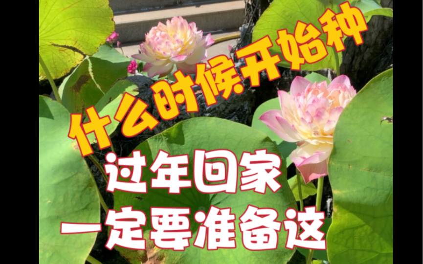 【莲仔】种碗莲荷花 科普指南哔哩哔哩bilibili