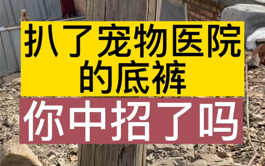 宠物医院的黑不是一个偶尔,而是一个常态,人都可以抛弃,动物更随意,这主要的原因还是看病贵,医治难,救助动物的这几年经常掉进宠物医院的套路,...