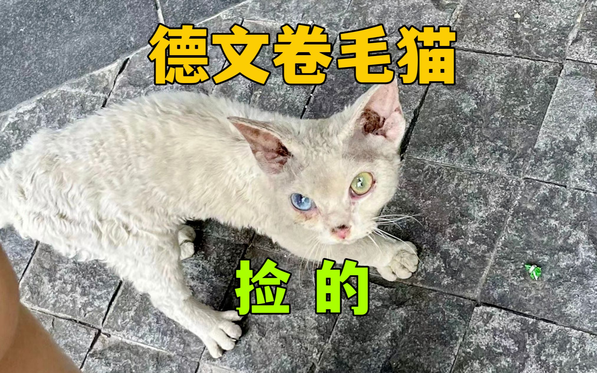 他捡了一只纯白色鸳鸯眼,德文卷毛猫!哔哩哔哩bilibili