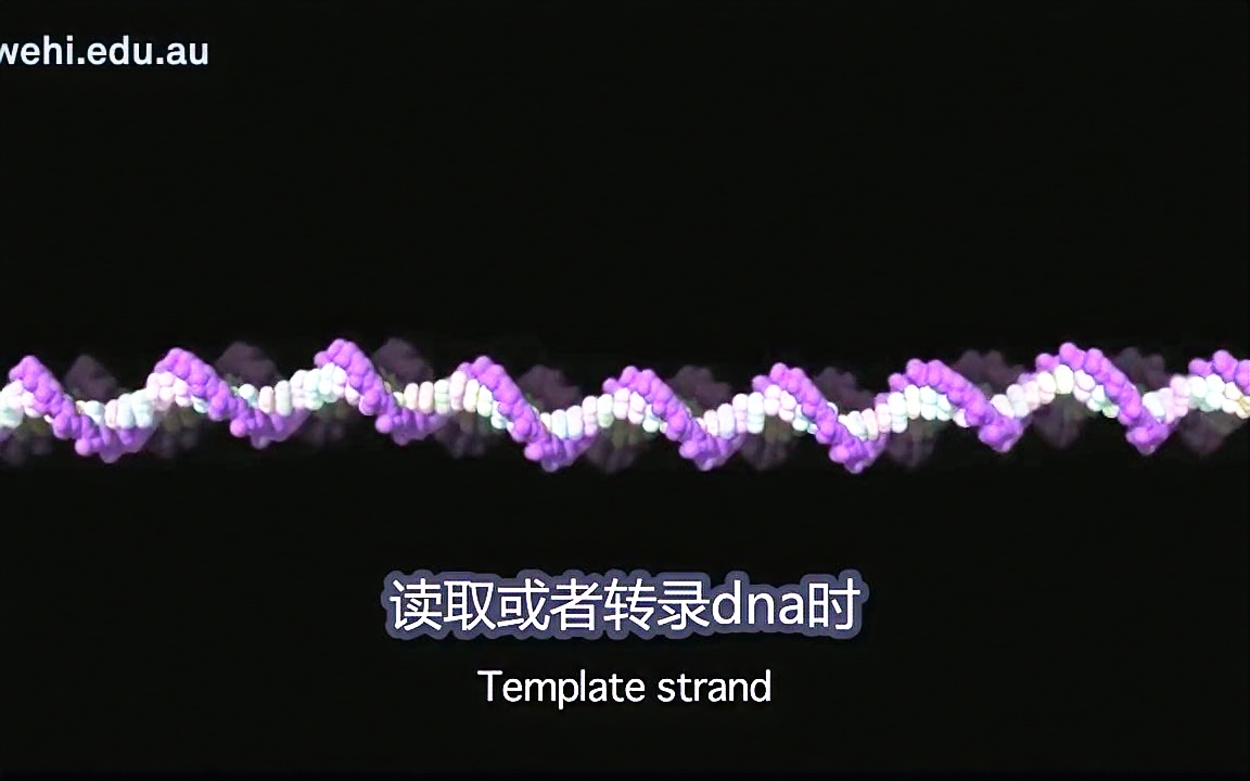 template strand图片