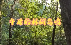 Download Video: 午后的林间鸟鸣