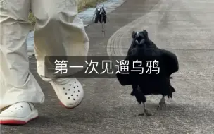 下载视频: 见过遛狗见过遛猪，第一次见遛乌鸦