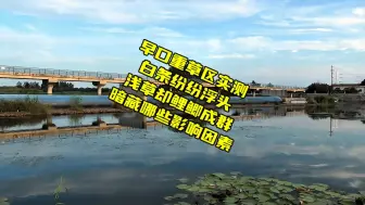 Download Video: 野钓实测：大爷的经验不服不行，只要白条浮头，浅草就会鲫鲤成群