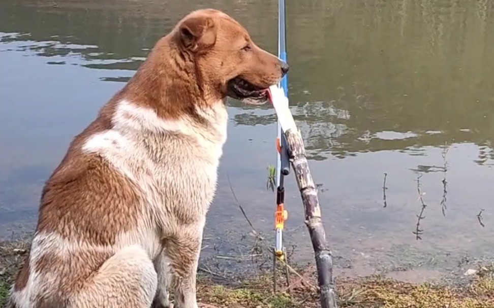 狗子想吃鱼了,在守着鱼杆钓鱼
