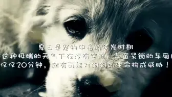 如何给狗狗做人工呼吸 哔哩哔哩 Bilibili